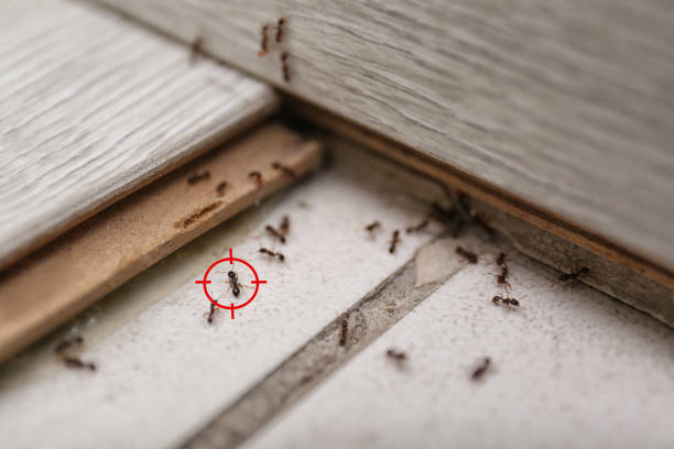 Best Wasp Removal Services  in Adairsville, GA
