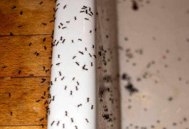 Best Affordable Pest Control Services  in Adairsville, GA