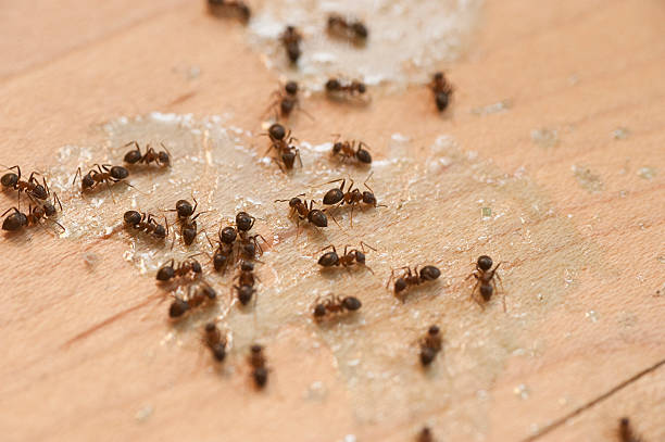 Pest Control Cost in Adairsville, GA