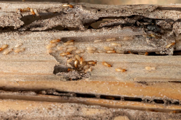 Best Pest Removal Services  in Adairsville, GA