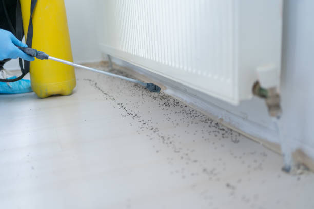 Best Best Pest Control Companies  in Adairsville, GA