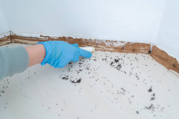 Best Pest Prevention Services  in Adairsville, GA
